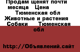 Продам щенят почти 2 месяца › Цена ­ 6 000 - Тюменская обл. Животные и растения » Собаки   . Тюменская обл.